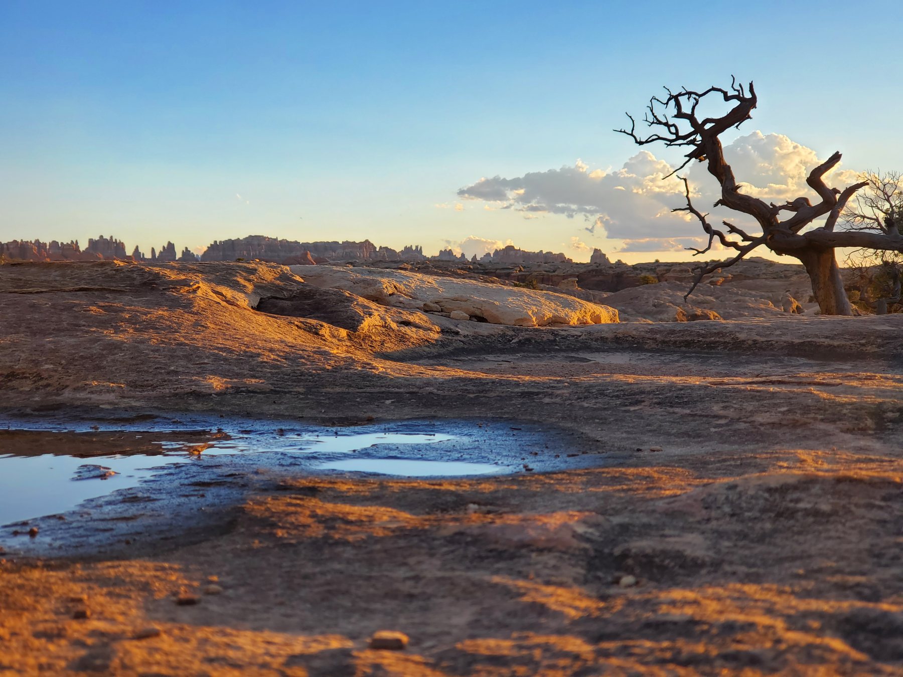 Evening light across sandstone and juniper in Canyonlands